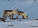 Hreind�r � Borgarfir�i eystra