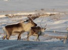 Hreind�r � Borgarfir�i eystra