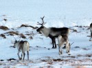Hreind�r � Borgarfir�i eystra