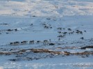 Hreind�r � Borgarfir�i eystra