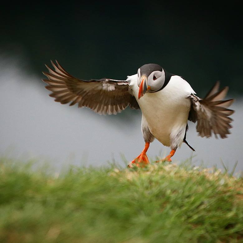 Puffins