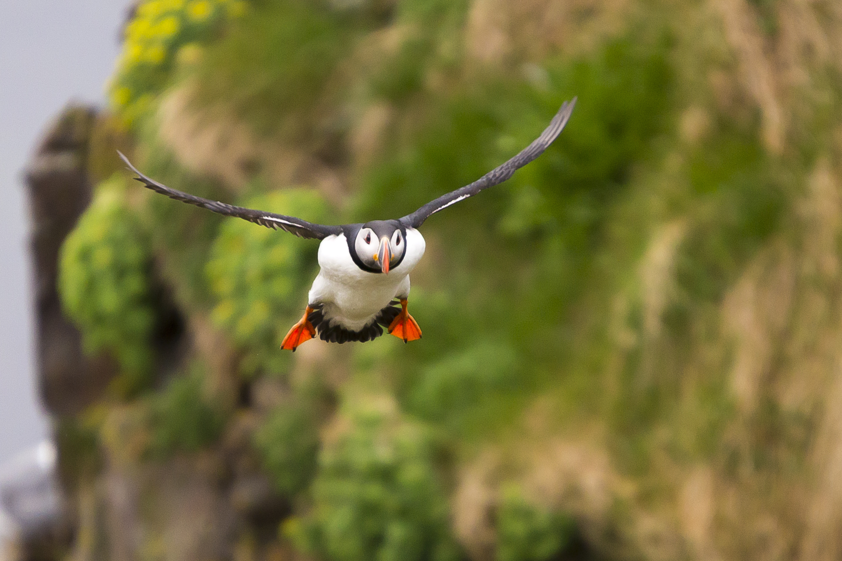 Puffins in Iceland  Borgarfjörður eystri