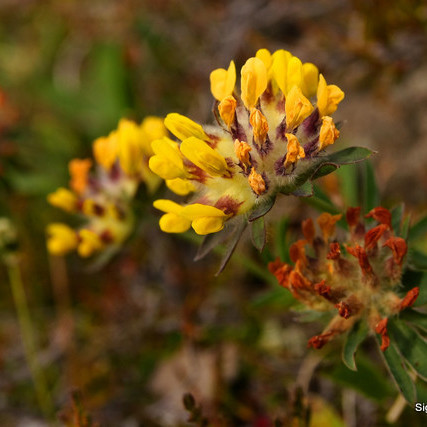 Eitt af einkennisblómum Loðmundarfjarðar