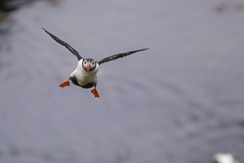 puffins in Iceland