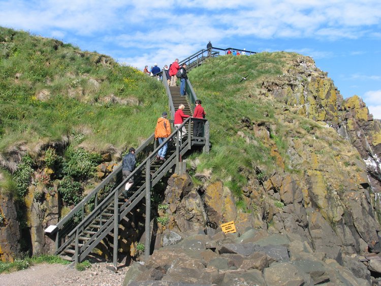 puffins in Iceland