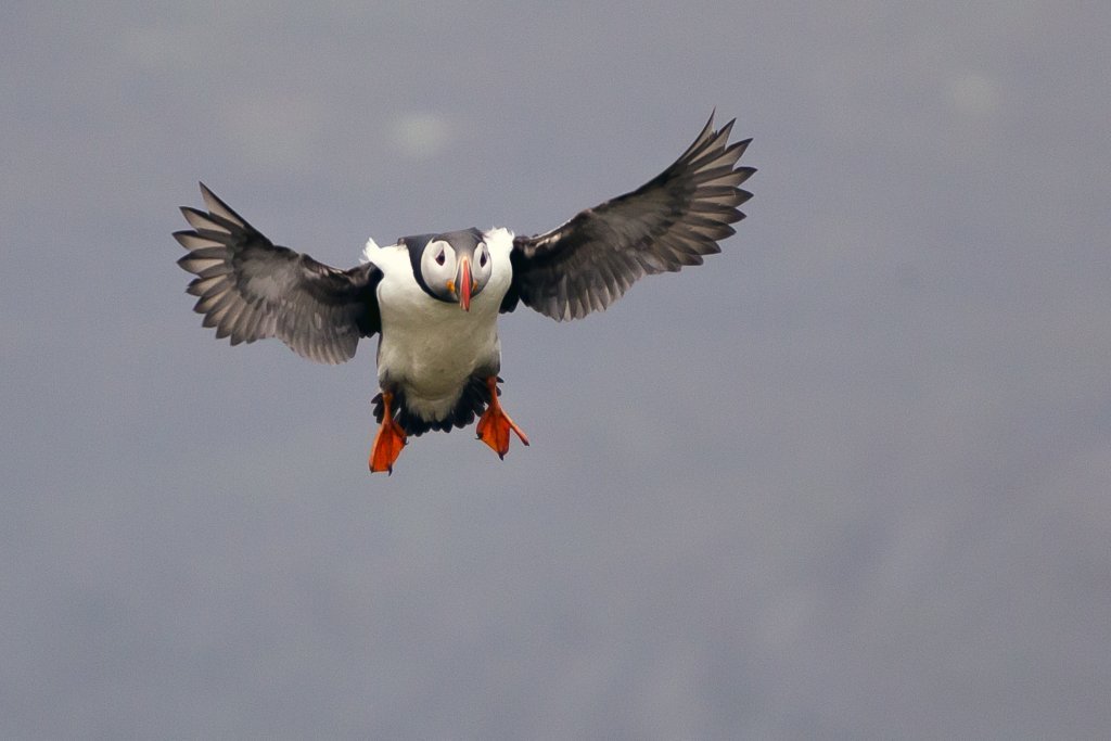 puffins in Iceland