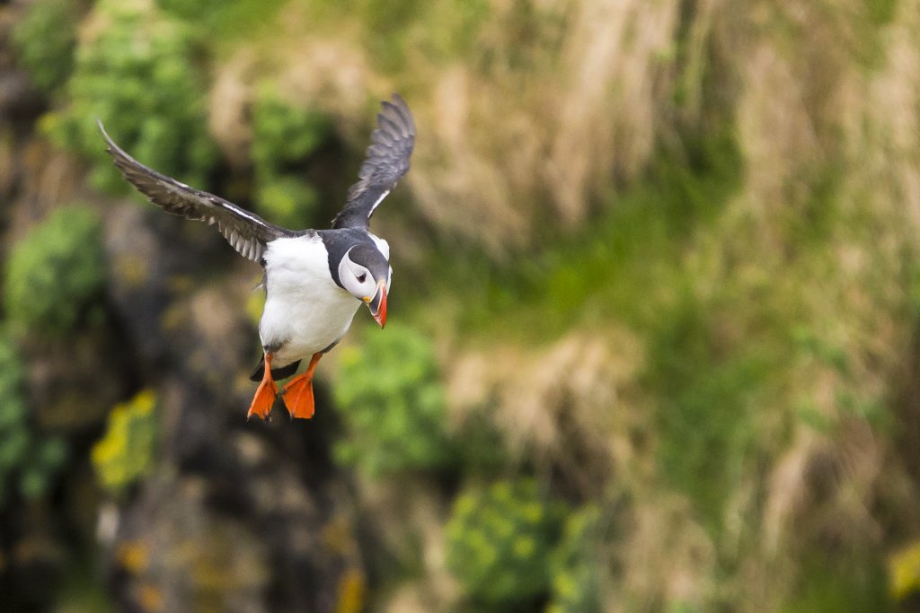 puffins in Iceland