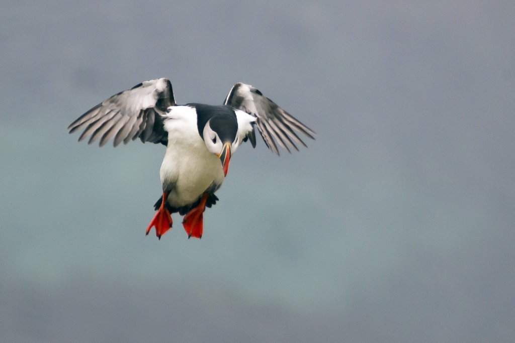 puffins in Iceland