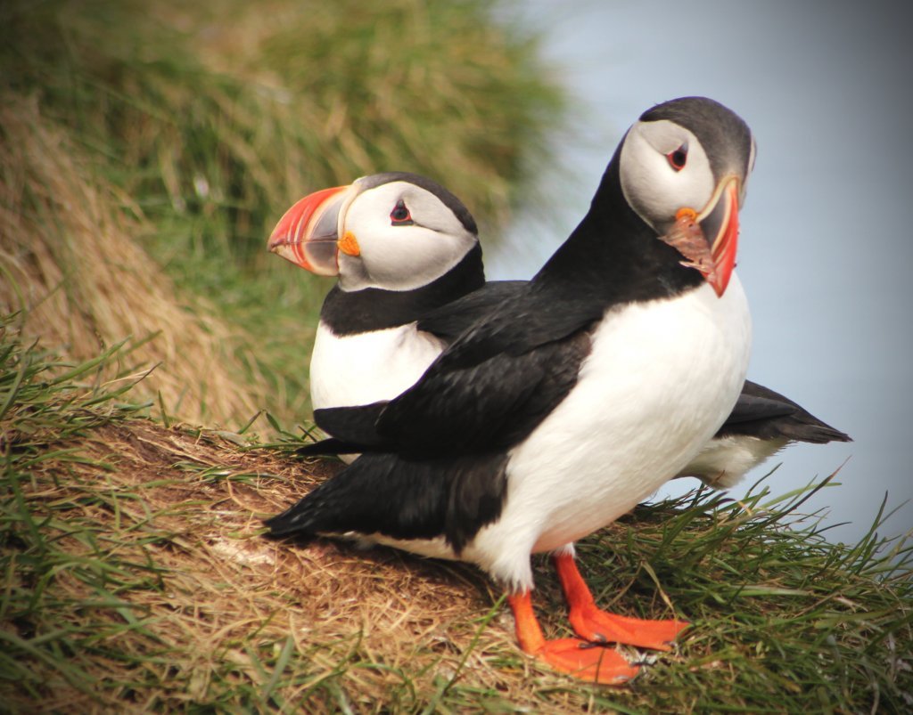 puffins in Iceland