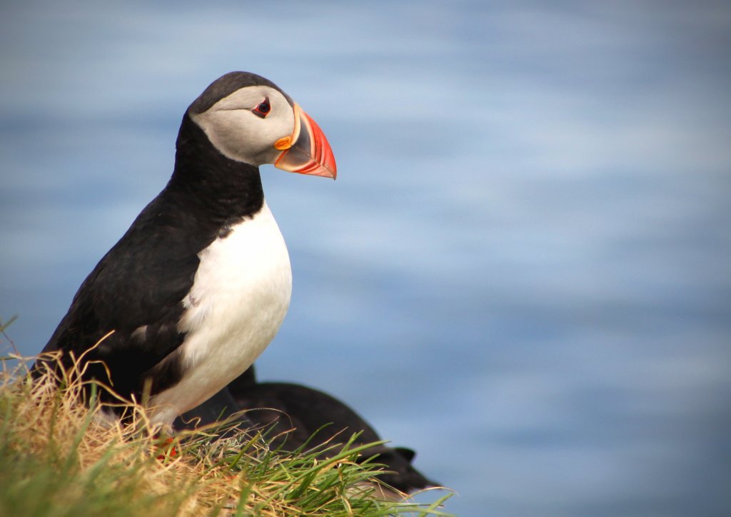 puffins in Iceland