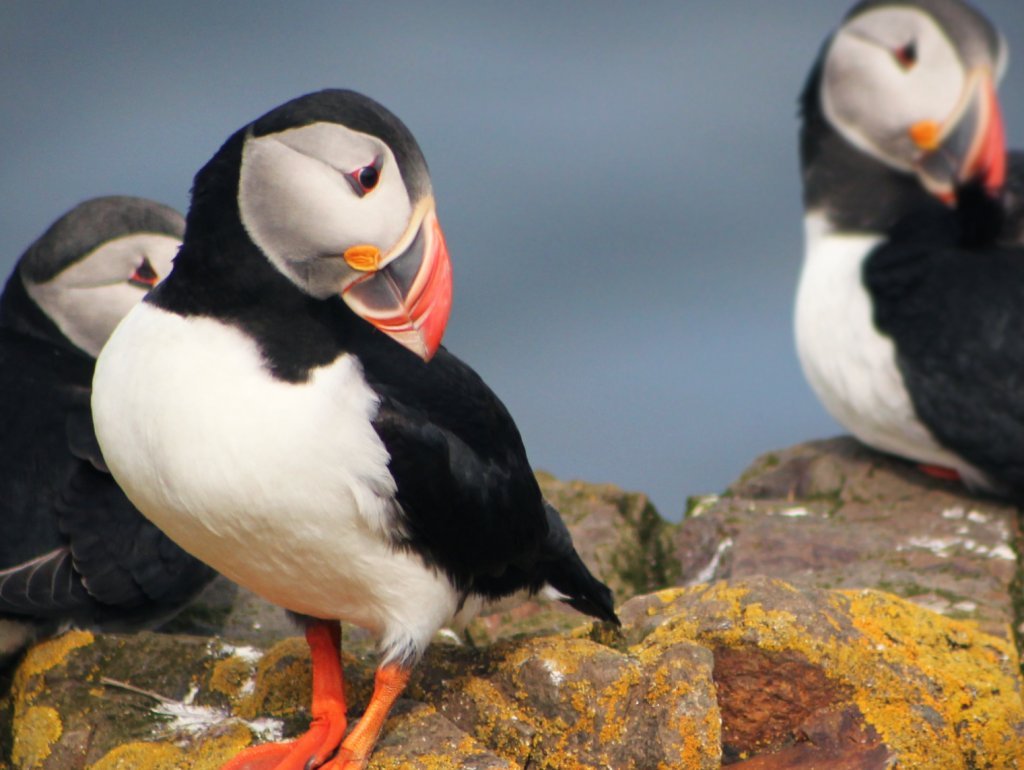 puffins in Iceland