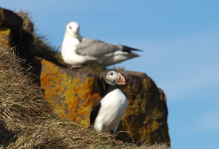 puffins in Iceland