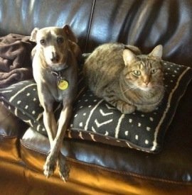 Hreinsun hunda og katta