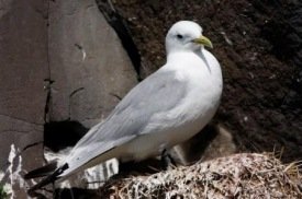 Rita í Hafnarhólma