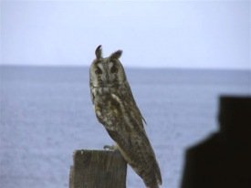 Eyrugla við Bræðsluna