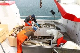 Drekkhlaðinn Glettingur kominn í land eftir metróður