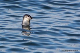 Einn af selunum við Hamarinn