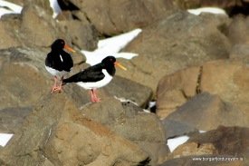 Tjaldur í Gerðisfjörunni