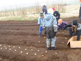 Nemendur grunnskólans að setja niður kartöflur vorið 2014