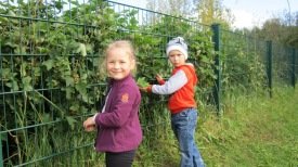 Zlata og Rayan að tína rifsber úr runnunum hans Þodda.