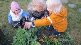 Gulróta- og kálrækt