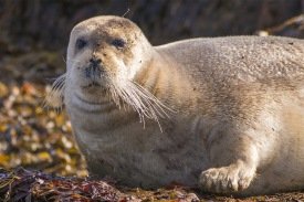 Mynd: Hafþór Snjólfur