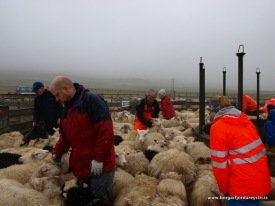 Brandsbalarétt fyrir stuttu