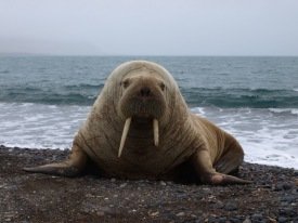 Rostungur á Borgarfirði