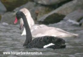 Svanurinn á Fjarðaránni í morgunn