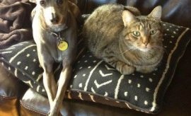 Tilkynning um hreinsun hunda og katta