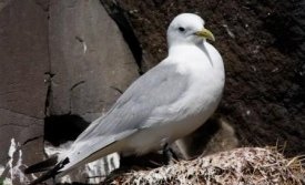 Rita í Hafnarhólma