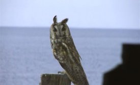 Eyrugla við Bræðsluna