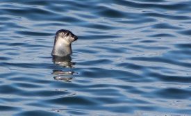 Einn af selunum við Hamarinn