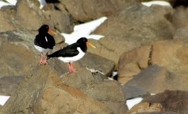 Tjaldur í Gerðisfjörunni