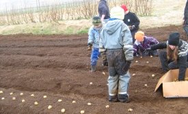Nemendur grunnskólans að setja niður kartöflur vorið 2014