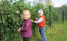 Zlata og Rayan að tína rifsber úr runnunum hans Þodda.