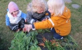 Gulróta- og kálrækt