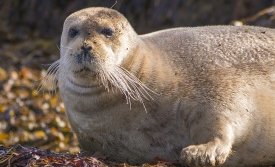 Mynd: Hafþór Snjólfur