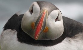 Tekið á móti Lundanum