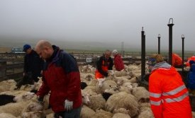 Brandsbalarétt fyrir stuttu