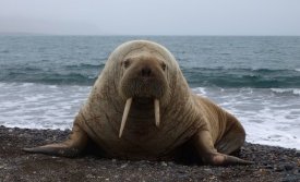 Rostungur á Borgarfirði