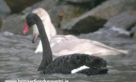 Svanurinn á Fjarðaránni í morgunn