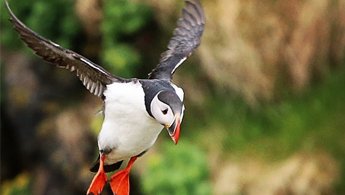 The Puffin Capital of Iceland